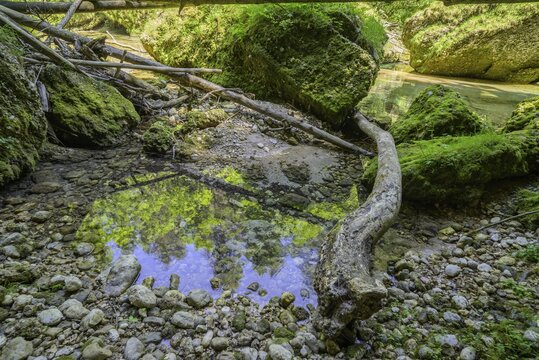 Krummer Baumstamm und bemooste Steine, Wanderung entlang der Krummen Steyrling, Molln, Ober&ouml;sterreich, &Ouml;sterreich