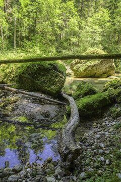 Krummer Baumstamm und bemooste Steine, Wanderung entlang der Krummen Steyrling, Molln, Ober&ouml;sterreich, &Ouml;sterreich