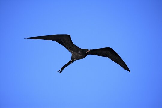 Frigatebird (Fregata minor), adult, male, flying, Galapagos, Ecuador