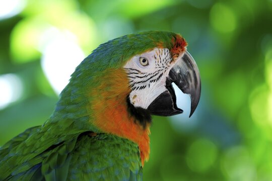 Macaw hybrid (macaw), adult, portrait, calling, Florida, USA