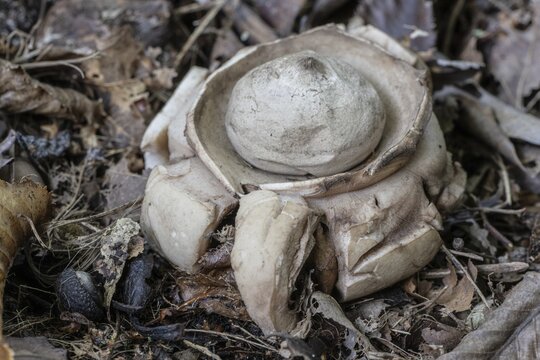 Ruffed Earth Star (Geastrum triplex), Emsland, Lower Saxony, Germany