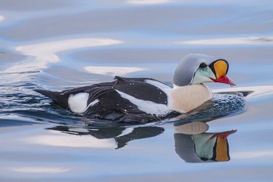 Common eider (Somateria spectabilis), swimming in the water, Batsfjord, Varanger Peninsula, Norway