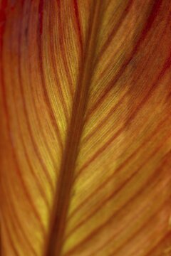 Pretoria Canna Lily (Canna indica) Russian Red, leaf, detail, Germany