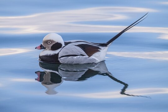 Long-tailed duck (Clangula hyemalis), swimming in the water, Batsfjord, Varanger Peninsula, Norway