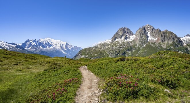 Hiking trail with alpine roses, mountain panorama with glaciated peaks, Aiguille du Midi and Mont Blanc, Aiguille de Mesure and Aiguille de Chamois, hike to Aiguillette des Posettes, Chamonix, Haute-Savoie, France