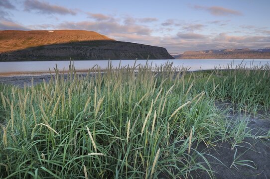 Beach grass, beach, midsummer night, Hesteyri, Hesteyrarfj&ouml;r&eth;ur or Hesteyrarfj&ouml;rdur, Hornstrandir, Westfjords, Iceland