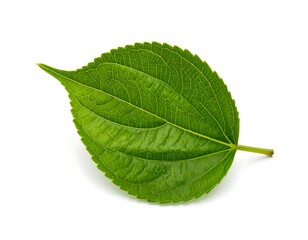 Obraz premium Close-up of a vibrant green leaf, showcasing its intricate veins and textured surface against a clean white backdrop