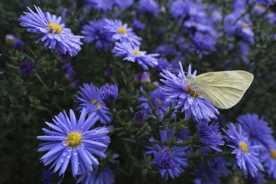 A Small white (Pieris rapae) sitting on the flower of an aster (Aster sp.), surrounded by many flowers, Hesse, Germany