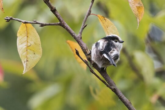 A long-tailed tit (Aegithalos caudatus) sitting on a branch with autumn leaves in the background, Hesse, Germany