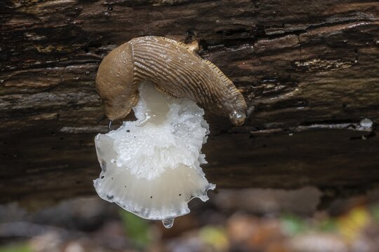 Spanish slug (Arion vulgaris) feeding on a mushroom, Emsland, Lower Saxony, Germany