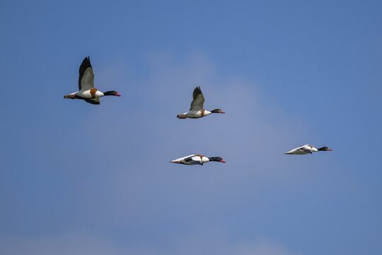 Shelduck (Tadorna tadorna) in flight, Bagges D&aelig;mning, Ringk&oslash;bing Fjord, Denmark