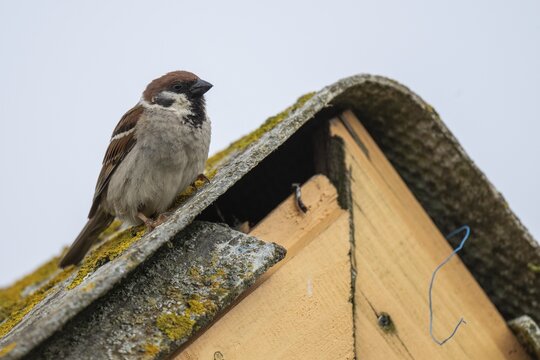 House sparrow (Passer domesticus), adult male, on a house roof, Hvide Sande, Denmark