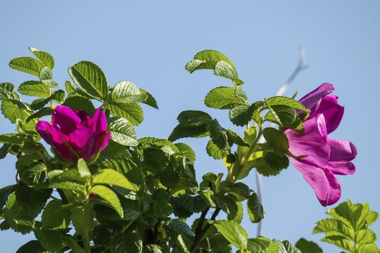 Blossoms, dog rose (Rosa canina), Ringk&oslash;bing Fjord, Denmark