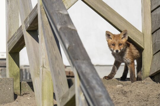 Young fox, holiday settlement, S&oslash;ndervig, Ringk&oslash;bing Fjord, Denmark
