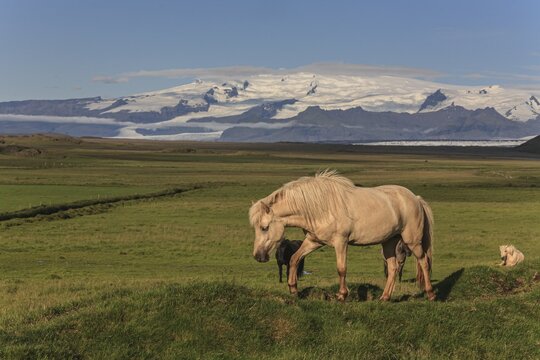 Icelandic horses, meadow, behind them Vatnaj&ouml;kull, Iceland