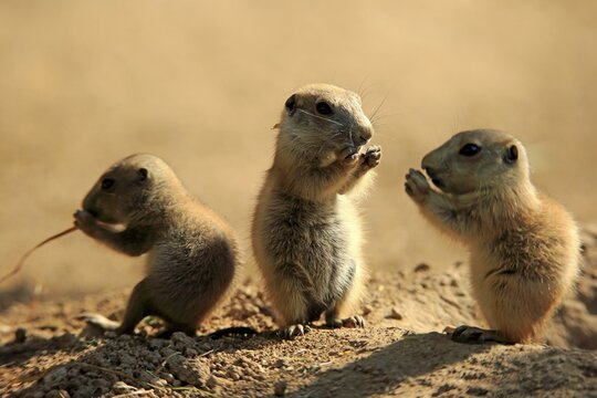 Black-tailed prairie dog (Cynomys ludovicianus), three young animals eating, social behaviour, siblings, North America