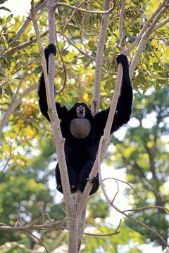 Siamang (Symphalangus syndactylus), adult calling on tree, brachiation, swinging, Southeast Asia
