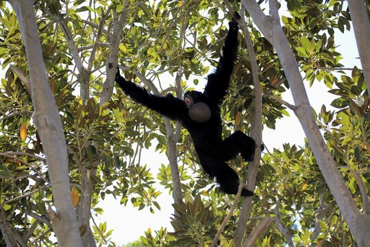 Siamang (Symphalangus syndactylus), adult calling on tree, brachiation, swinging, Southeast Asia
