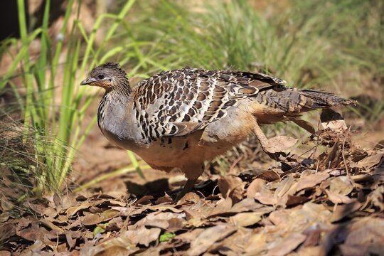 Thermometer chicken (Leipoa ocellata), adult male at the nest, Adelaide, South Australia, Australia