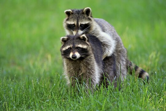 North American raccoon (Procyon lotor), adult, social behaviour, two animals, Germany