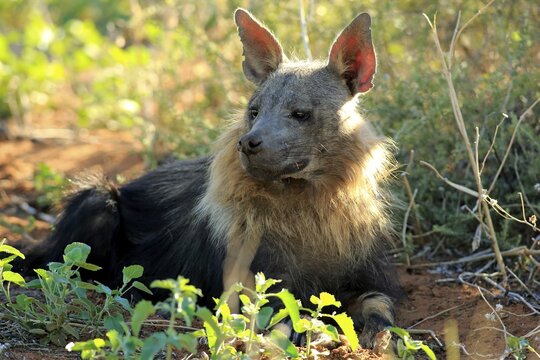 Brown hyena (Parahyaena brunnea), brown hyena, beach wolf, adult, portrait, Tswalu Game Reserve, Kalahari, Northern Cape, South Africa