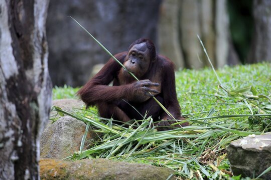 Bornean orangutan (Pongo pygmaeus), adult, female, feeding, Boneo