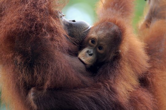 Bornean orangutan (Pongo pygmaeus), adult, female with young, suckling, portrait, social behaviour, mother, baby, Borneo