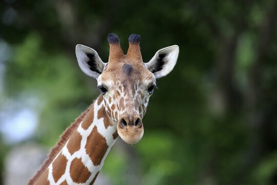 Reticulated giraffe (Giraffa camelopardalis reticulata), adult Portrait, Kenya