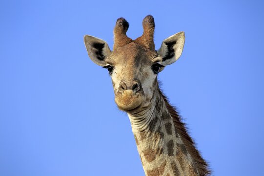 Cape giraffe (Giraffa camelopardalis giraffa), adult, alert, portrait, Hluhluwe Umfolozi National Park, Hluhluwe iMfolozi National Park, KwaZulu Natal, South Africa