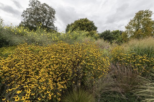 October coneflower (Rudbeckia triloba) in a steppe planting in the Berggarten Hannover, Lower Saxony, Germany