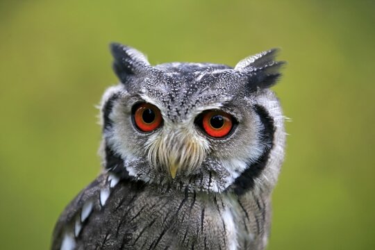 Southern tufted owl (Ptilopsis granti), adult portrait