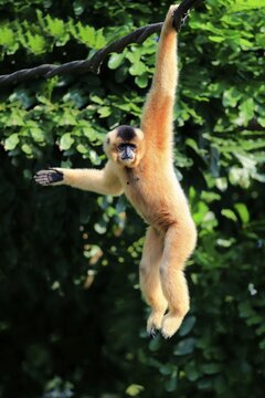 Yellow-cheeked gibbon, Yellow-cheeked gibbon (Nomascus gabriell&auml;), adult, female, hanging in a tree, swinging from a tree