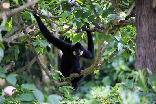 Southern Yellow-cheeked gibbon (Nomascus gabriellä), adult, male, sitting in tree