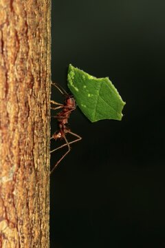 Leaf-cutter ant (Atta sexdens), carries leaf, transport, leaf, Central America, South America