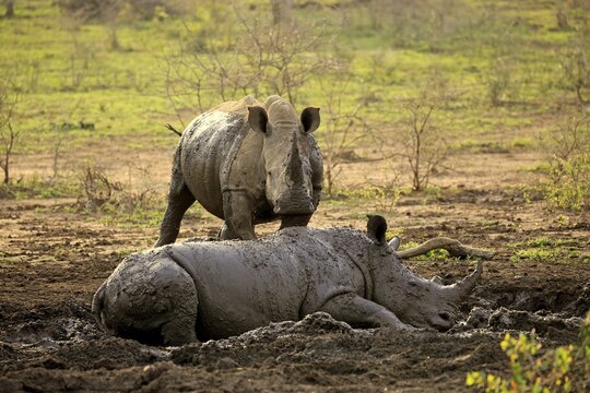 White rhino, white rhino (Ceratotherium simum), adult in mud bath, two animals, Hluhluwe Umfolozi National Park, Hluhluwe iMfolozi National Park, KwaZulu Natal, South Africa