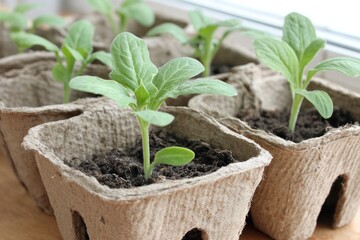 Small green seedlings are emerging from soil in biodegradable paper pots on a bright windowsill