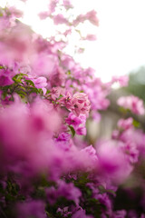 pink cherry blossoms