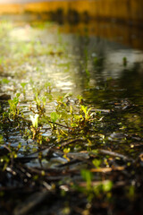 autumn leaves on the water
