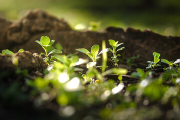 small green plant