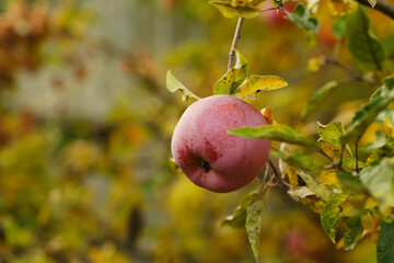 Ripe red apples hang from green and yellow leaves on an apple tree in a peaceful garden The autumn atmosphere enhances the warm colors of the foliage