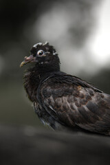 Black Bird