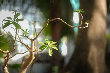 spring tree branch
