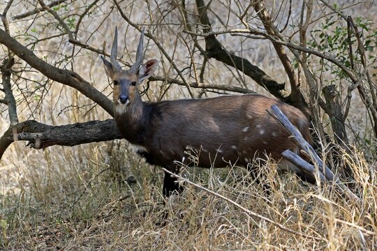 Cape bushbuck (Tragelaphus sylvaticus), adult, male, alert, foraging, Kruger National Park, Kruger National Park, Kruger National Park South Africa