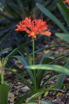 Clivia (Clivia miniata), flower, flowering, flower, in spring, Kirstenbosch Botanical Gardens, Cape Town, South Africa