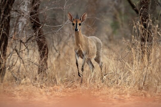 Crowned duiker (Sylvicapra grimmia), adult, male, foraging, Kruger National Park, Kruger National Park, Kruger National Park South Africa