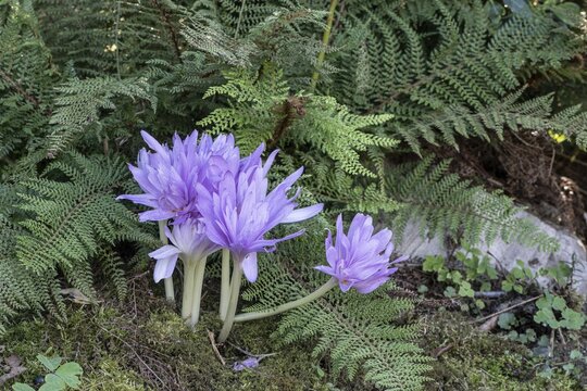 Autumn crocus (Colchicum autumnale Waterlily), Emsland, Lower Saxony, Germany