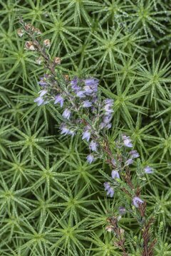 Broom heather (Calluna vulgaris) in common moss (Polytrichum commune), Emsland, Lower Saxony, Germany