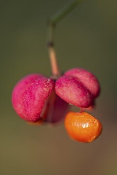 European spindle bush (Euonymus europaeus), seeds on fruit capsule, Emsland, Lower Saxony, Germany