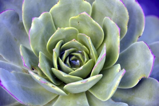 Aeonium lancerottense, Lanzarote, Canary Islands