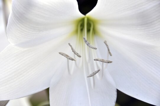 Hook lily, Crinum moorei, South Africa